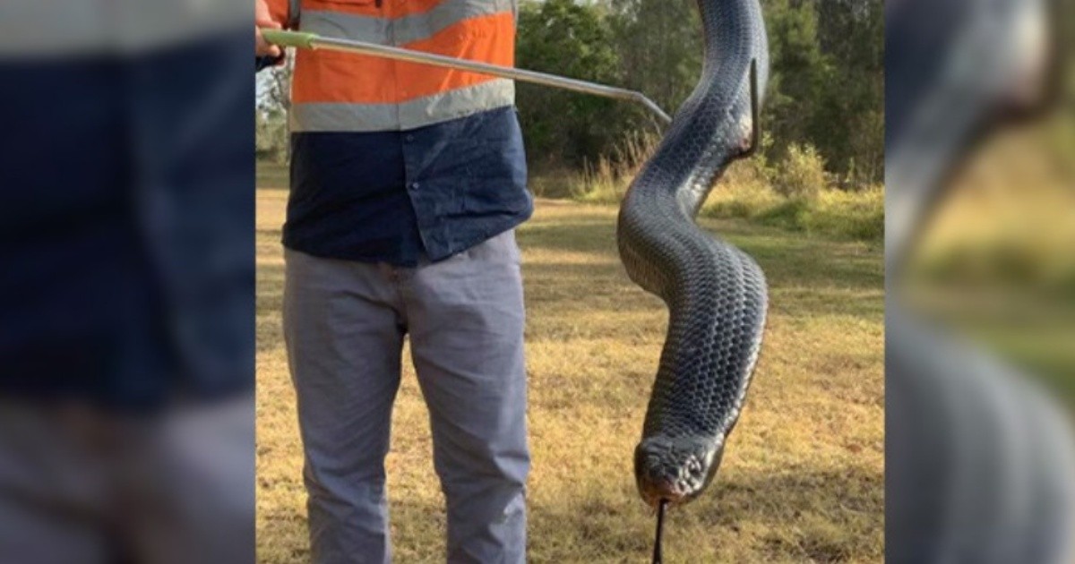 Foto: captura una serpiente de casi 2 metros bien alimentada | Rosario3