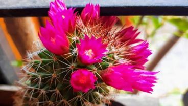 Cactus florecido en el comienzo de la primavera.