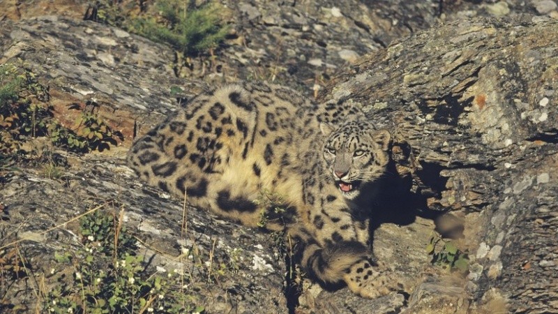 Pese a los esfuerzos, pocos lograron ver al camuflado animal sin 