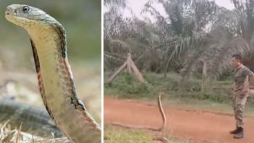 Una mordida de este reptil puede inocular hasta 7 ml de neurotoxina y matar hasta a un elefante.