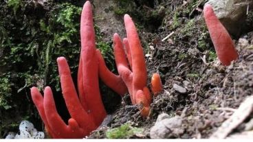 El coral de fuego venenoso es el único hongo cuyas toxinas puede absorber la piel humana.