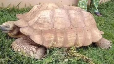 Al momento de su muerte este ejemplar de sexo masculino pesaba unos 100 kilos.