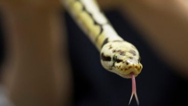 El propietario, un criador de serpientes recuperó dos de los animales.