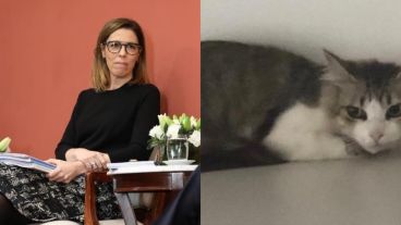 Laura Alonso encontró el gato en una oficina.