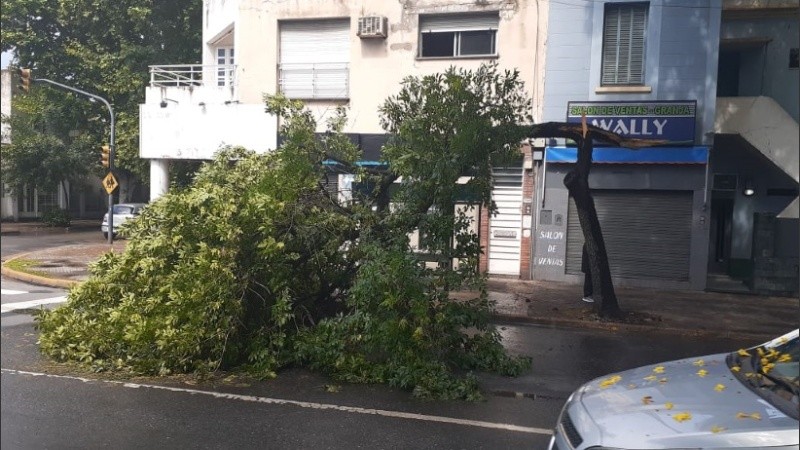 El fresno caído sobre la parada de colectivos, la vereda y la avenida. 