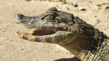 Tardaron una hora en poder sacar al reptil del lugar.