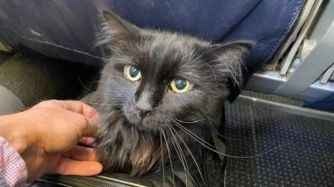 El dueño fue localizado gracias a un microchip que tenía el gato.