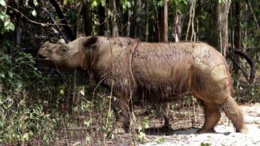 El rinoceronte de Sumatra definitivamente desapareció de Malasia.