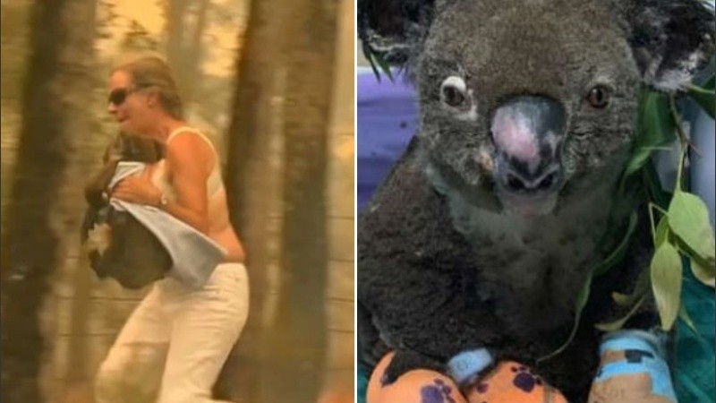 El koala no sobrevivió a las quemaduras.