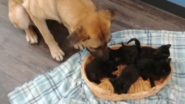 El perrito protegió del frío a los gatitos bebés y les salvó la vida.