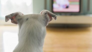 Una opción para tranquilizar a los perritos en Nochebuena.