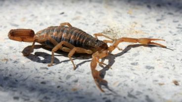 El progenitor de la menor la socorrió y mató al animal.