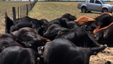 Las vacas se encontraban cerca del alambrado cuando cayó el rayo.