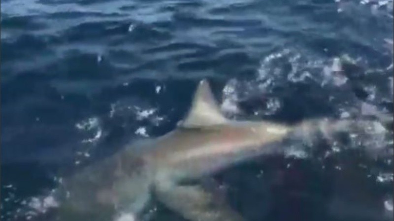 Luego de etiquetarlo y medirlo, lo devolvieron al mar al tratarse de una especie protegida.