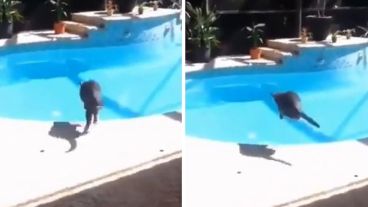 Por el susto el gatito terminó en el agua.