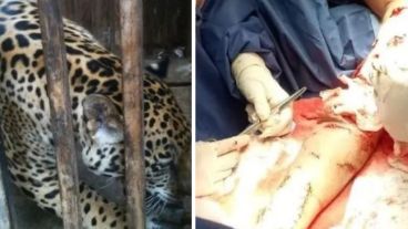 El jaguar está entre las especies en peligro de extinción.