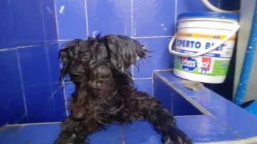 La perrita está siendo tratada en una veterinaria.