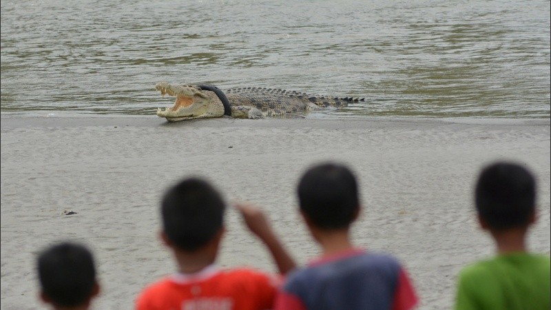 El animal hace 4 años tiene un neumático en el cuello.