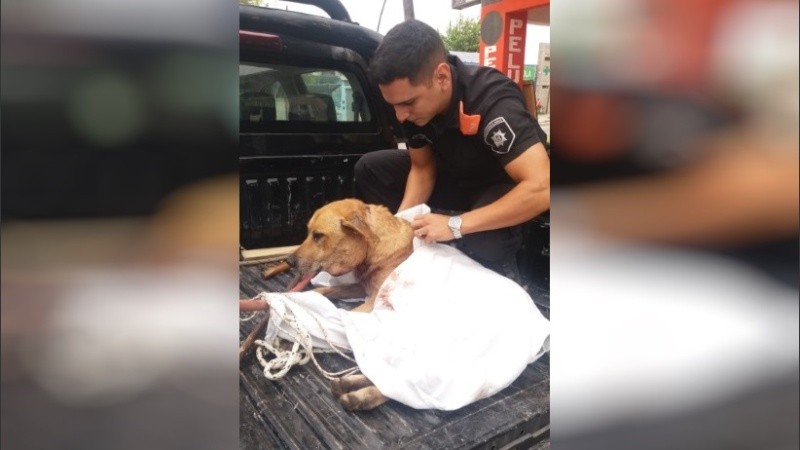 El animal fue recibido por una protectora de animales.