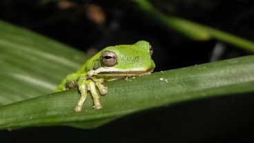 Las especies suelen dispersarse hacia hábitats más fríos para sobrevivir.