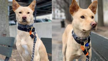 La perrita y sus cachorros están ahora en un lugar seguro.