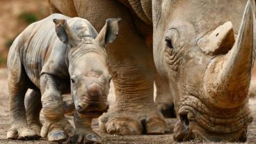 Es el segundo animal terrestre más grande después del elefante. 