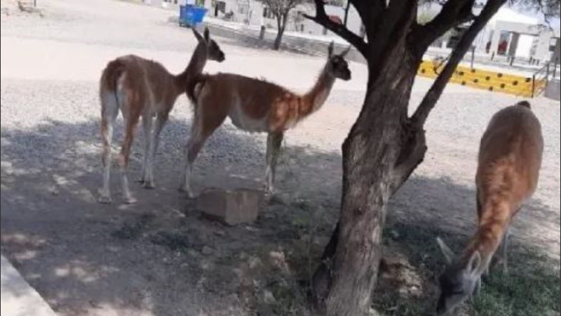 Cientos de guanacos están en las inmediaciones del parque provincial.