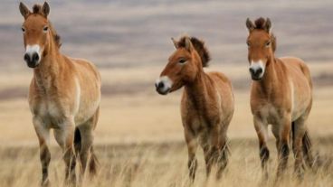 En 1998 31 caballos de Przewalski llegaron a la zona de exclusión.