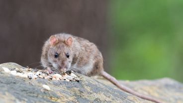 Podría haber muchas más personas infectadas con la hepatitis E de rata.