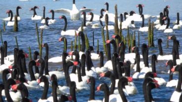 Esto se debería a la migración de cisnes de otras zonas.