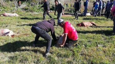 Muchas personas faenaron los cerdos al costado de la ruta para luego llevárselos.