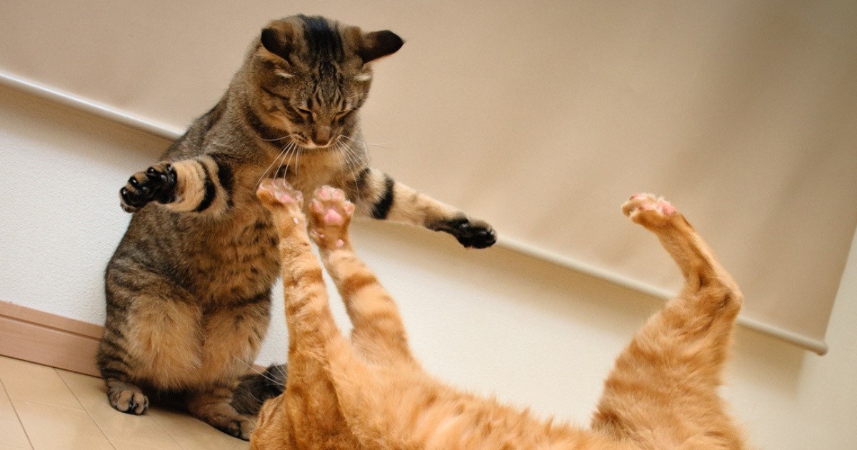 Video: feroz pelea de gatos mientras su dueÃ±a salÃ­a al