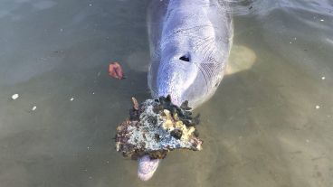 Mystique y otros 6 delfines de la zona están acostumbrados a comunicarse con la gente,