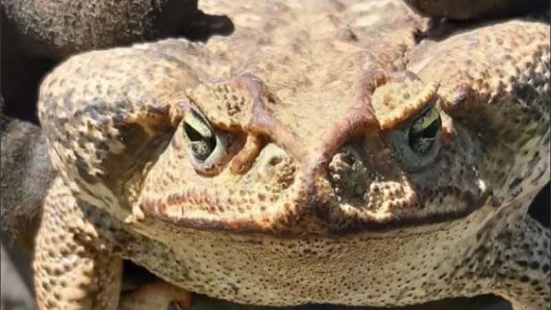 La invasión del sapo de la caña al estado de Florida se suma a otras extrañas apariciones