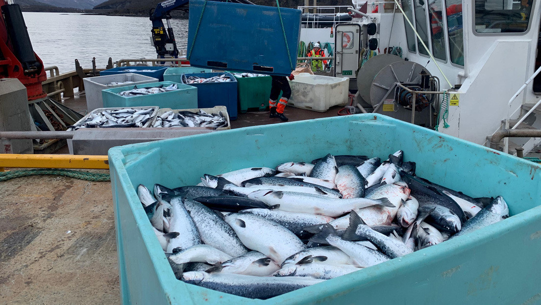  Los grandes supermercados de Pekín eliminaron el salmón de sus estantes.