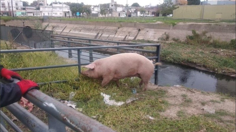 Amadea fue encontrada cuatro días más tarde, el domingo 3 de mayo.