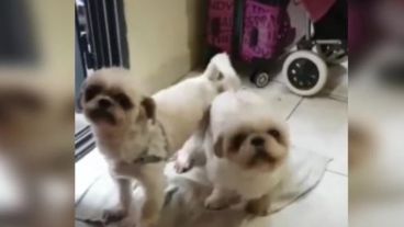 Los internautas afirman que que estos perritos "cumplen" el protocolo de salubridad.