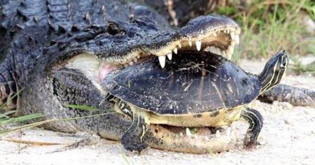 Video: un cocodrilo quiere comerse una tortuga, fracasa y se vuelve viral |  Rosario3
