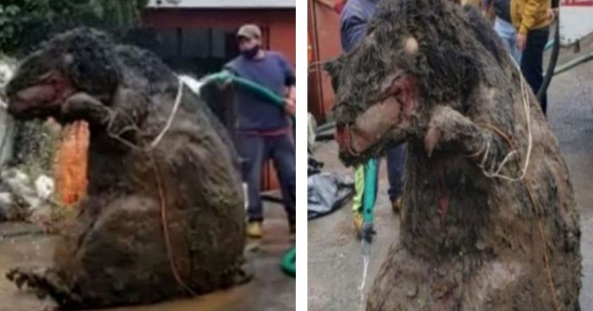 Descubren una rata gigante en drenaje de México y se hace viral en redes