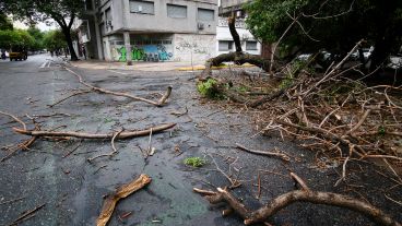 Unos 70 árboles se vinieron abajo con la tormenta.