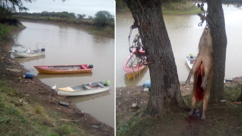 Las imágenes del operativo en el Delta del Paraná.