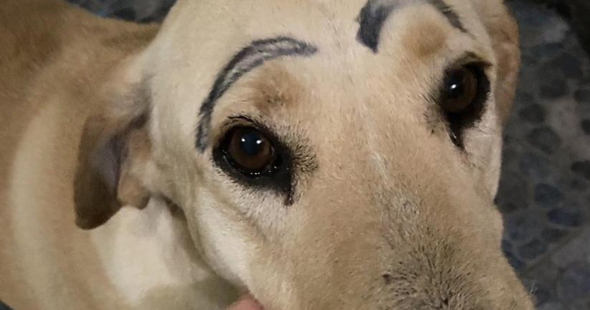 Foto Un Perro Salió De Su Casa Regresó Con Las Cejas Pintadas Y Se Volvió Viral Rosario3