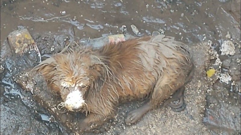 El perrito en el fondo de pozo en zona sur.