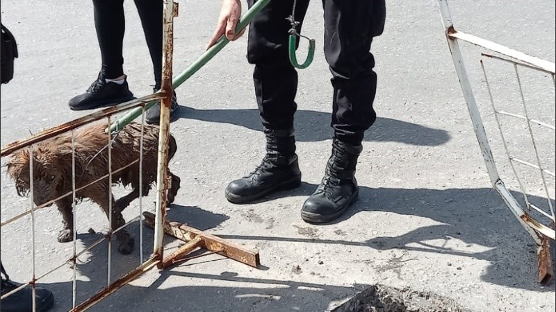 El perrito en el fondo de pozo en zona sur.