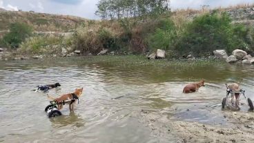 Alrededor de 27 perros tienen la ayuda de la silla de ruedas para poder caminar.