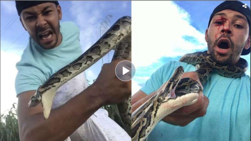 Las pitones birmanas se alimentan de mamíferos pequeños, aves y reptiles.