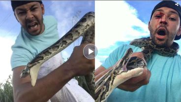 Las pitones birmanas se alimentan de mamíferos pequeños, aves y reptiles.