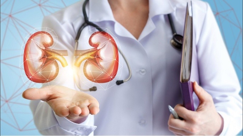 Doctor shows healthy kidneys.