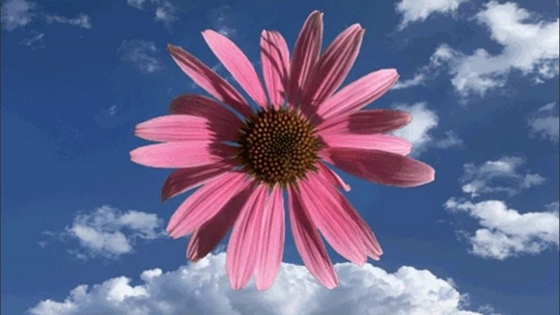 El Clima En Rosario Flor De Cielo Rosario3