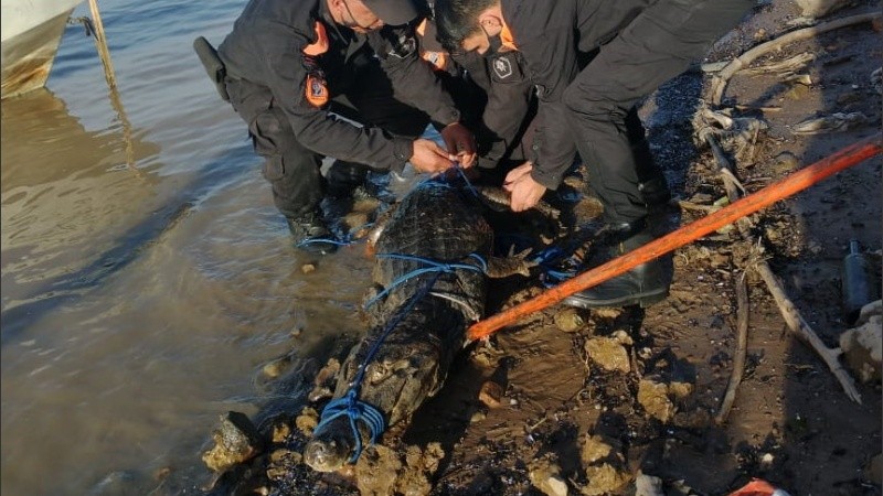 El personal logró reducir al animal de dos metros de largo.